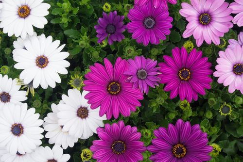 ELL96_osuteosuperumamu20140329